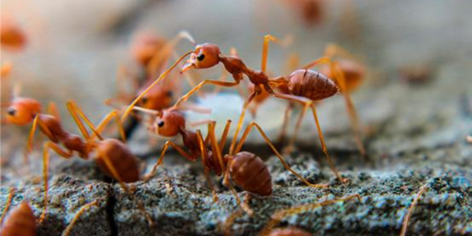 Controle de Formigas em Santos